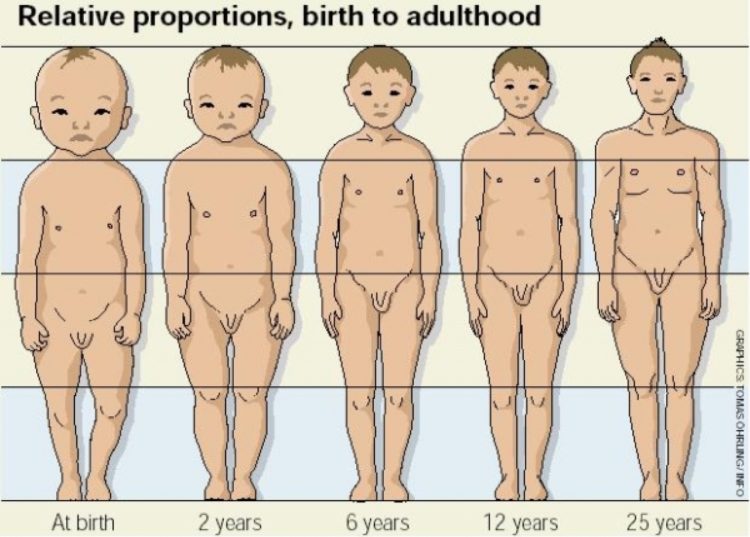Proporcje wielkości dziecka do dorosłego